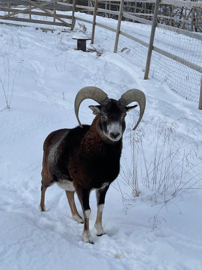 Koselig Dyregard I Tromso Hotell Exteriör bild
